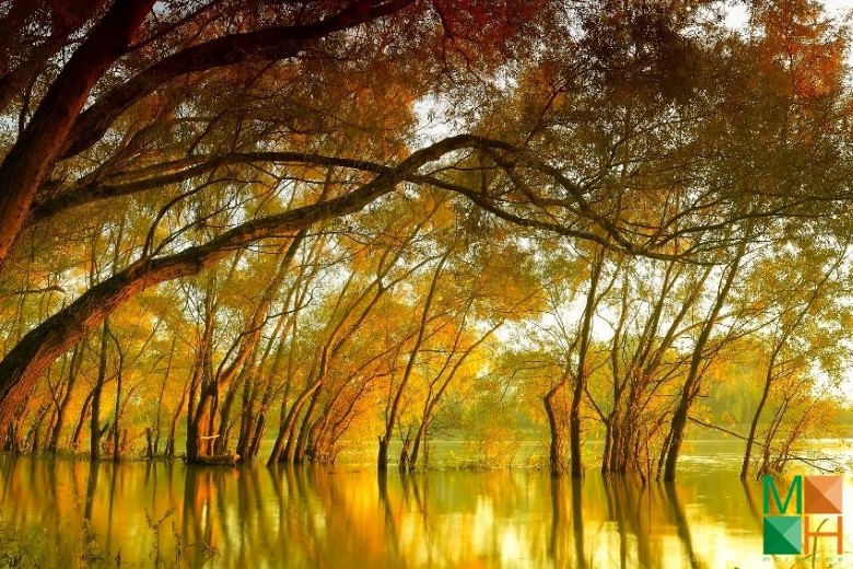 Tranh dán tường phòng khách Hàn Quốc đẹp NA - 420